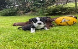 Mixed Breed dogs for sale: Sprollie puppies ❤️ - Image 8