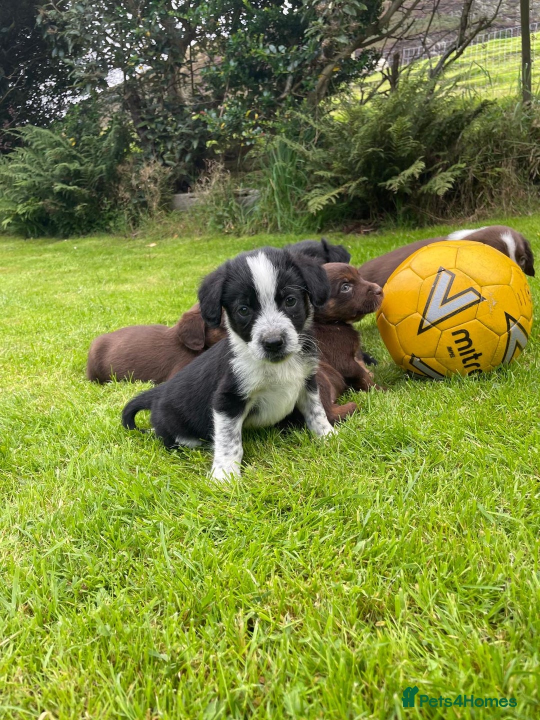 Mixed Breed dogs for sale: Sprollie puppies ❤️ - Image 8