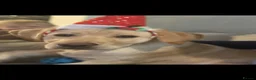 Labrador Retriever dogs for sale: Year old lab  in Clacton-on-Sea - Advert 2
