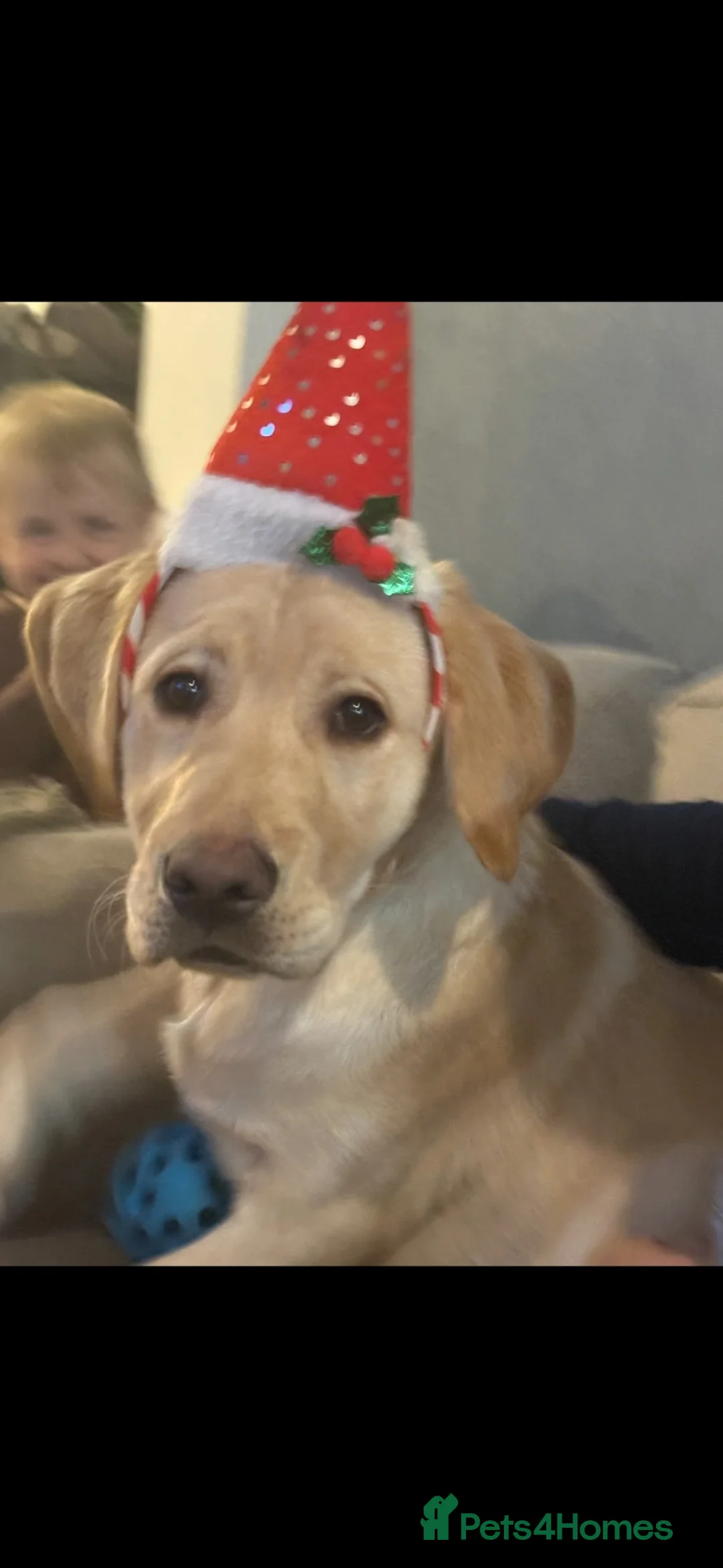 Labrador Retriever dogs for sale: Year old lab  in Clacton-on-Sea - Advert 2