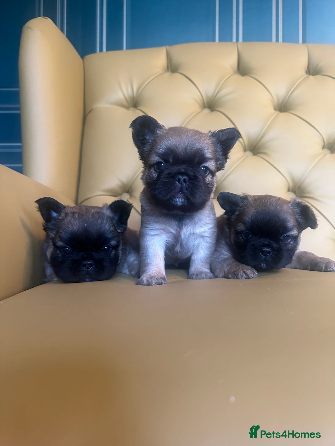 French Bulldog dogs for sale: Beautiful fluffy boys frenchie Puppies  - Advert 1