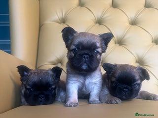 French Bulldog dogs Beautiful fluffy boys Puppies - Advert 1