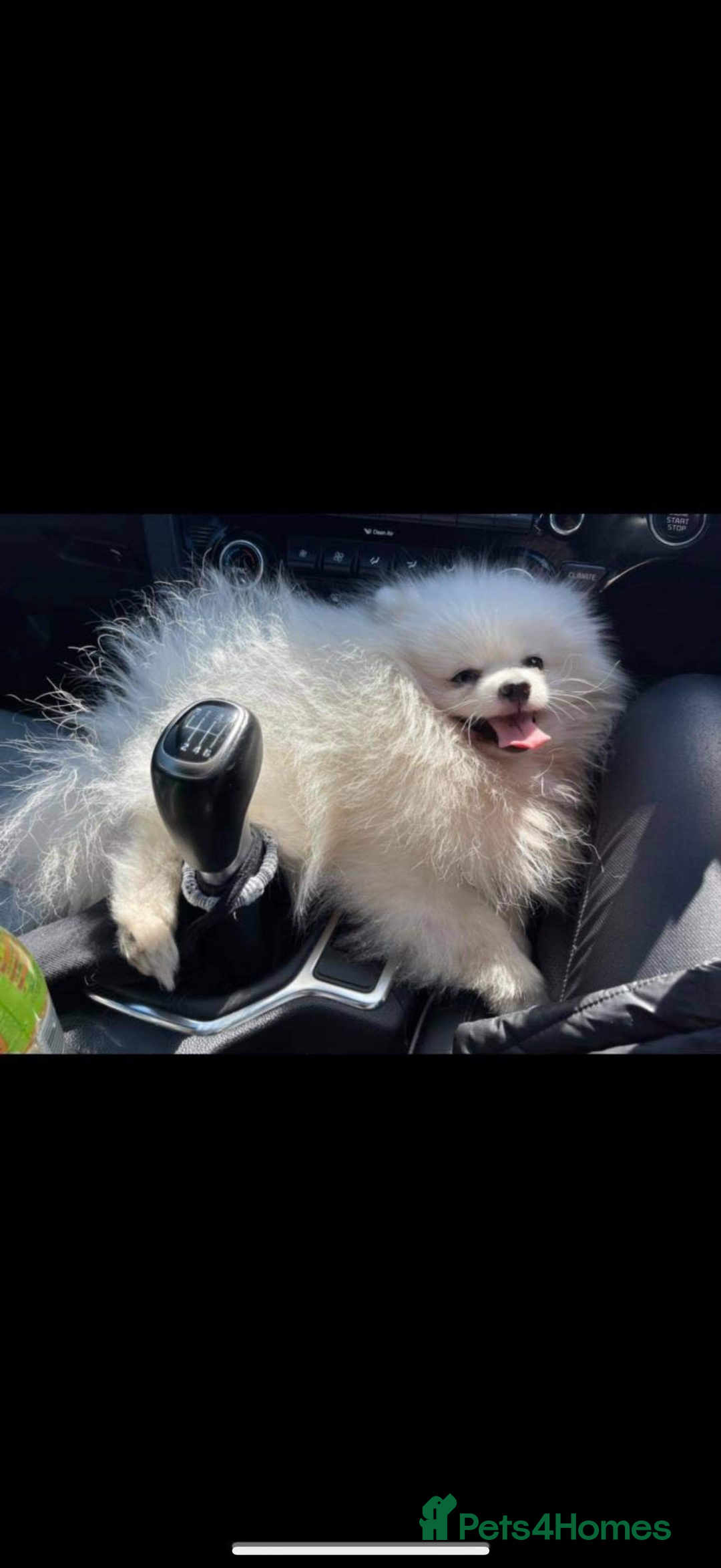 Pomeranian dogs for sale: Super cute white KC teddy bears  - Advert 7