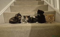 Mixed Breed cats for sale: Kittens Ready now to go the their forever home  - Advert 1