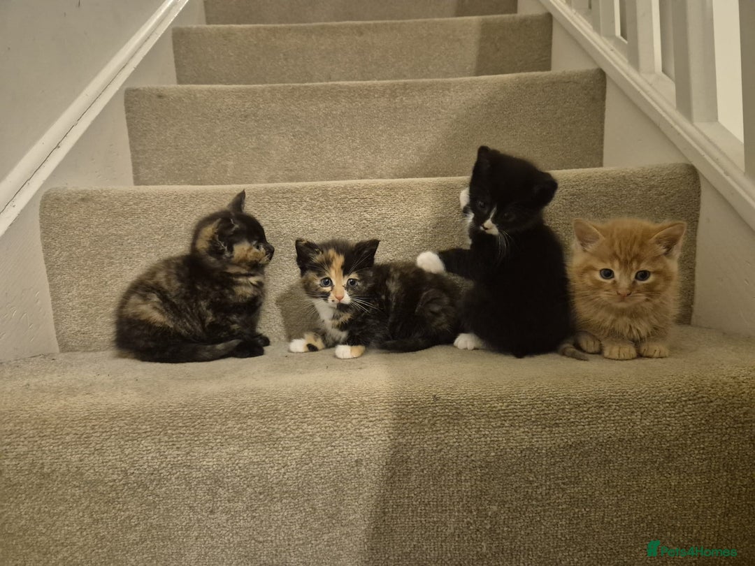 Mixed Breed cats for sale: Kittens Ready now to go the their forever home  - Advert 1