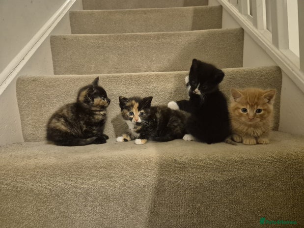 Mixed Breed cats Kittens Ready now to go the their forever home - Advert 4