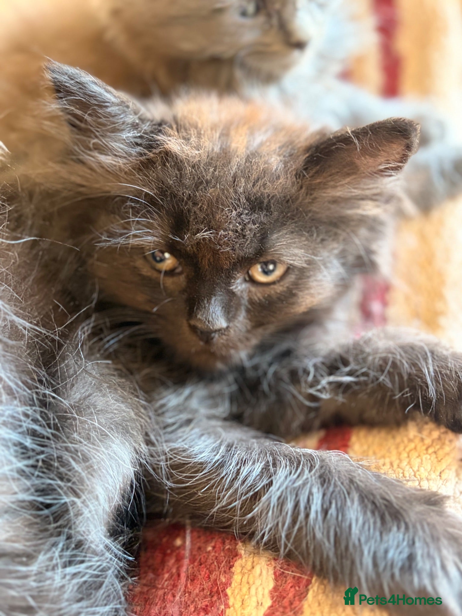 British Longhair cats Gorgeous British Long Hair X Ragdoll kittens  - Advert 1