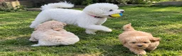 Poochon dogs for sale: Absolutely gorgeous poochon boys ready now  in Chester - Advert 2
