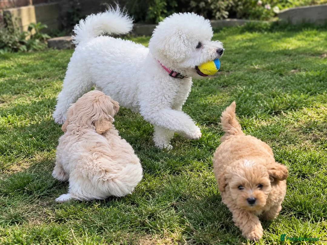 Poochon dogs for sale: Absolutely gorgeous poochon boys ready now  in Chester - Advert 2