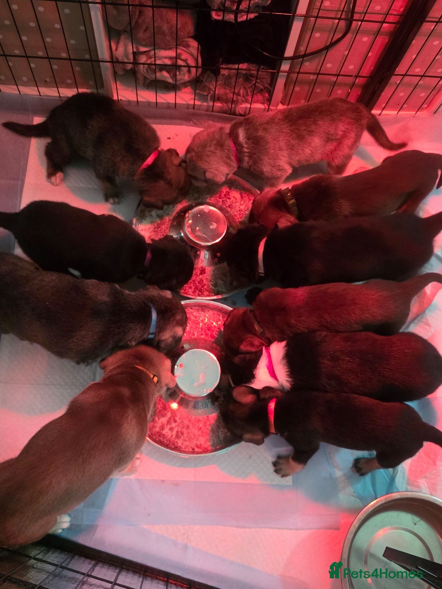 Mixed Breed dogs Husky cross staffy puppies  - Advert 1