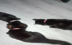 Mixed Breed cats for sale: Female black kittens  - Image 5