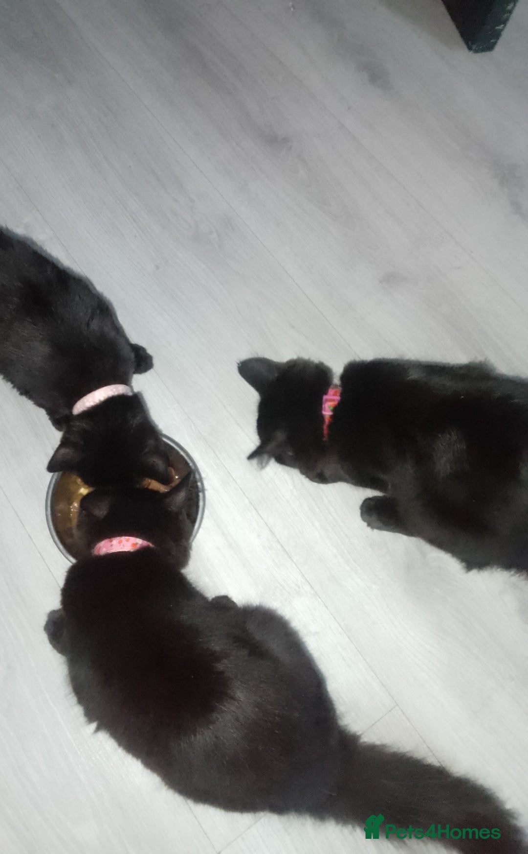 Mixed Breed cats for sale: Female black kittens  - Image 5