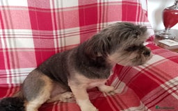 Lhasa Apso dogs for sale: Lhasa Apso 4 year old Bitch - Image 6