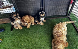 Cockapoo dogs for sale: Show cockapoos  - Image 4