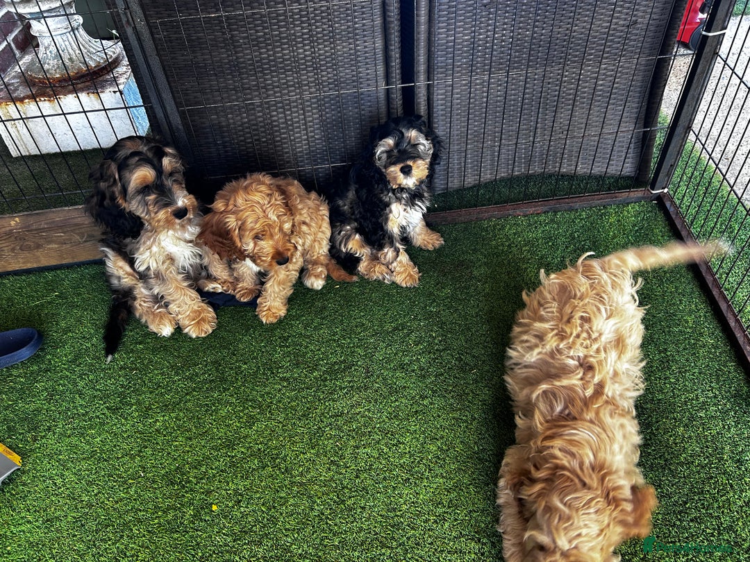 Cockapoo dogs for sale: Show cockapoos  - Image 4