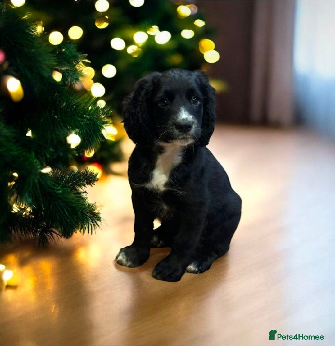 Cocker Spaniel dogs Last boy left !! working cocker spaniels - Advert 13