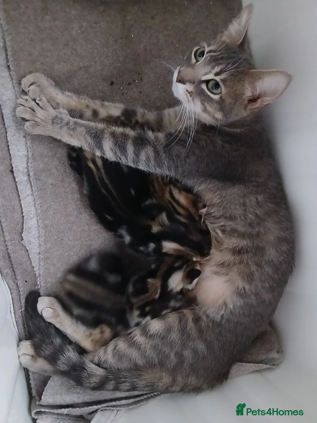 Bengal cats for sale: LAST OF HIS LITTER | KITTEN 3/4 Bengal Boy - Advert 2