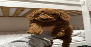Miniature Poodle dogs - Advert 13