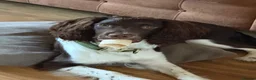 Sprocker dogs for sale: Please re home buddy in Wednesbury - Advert 2