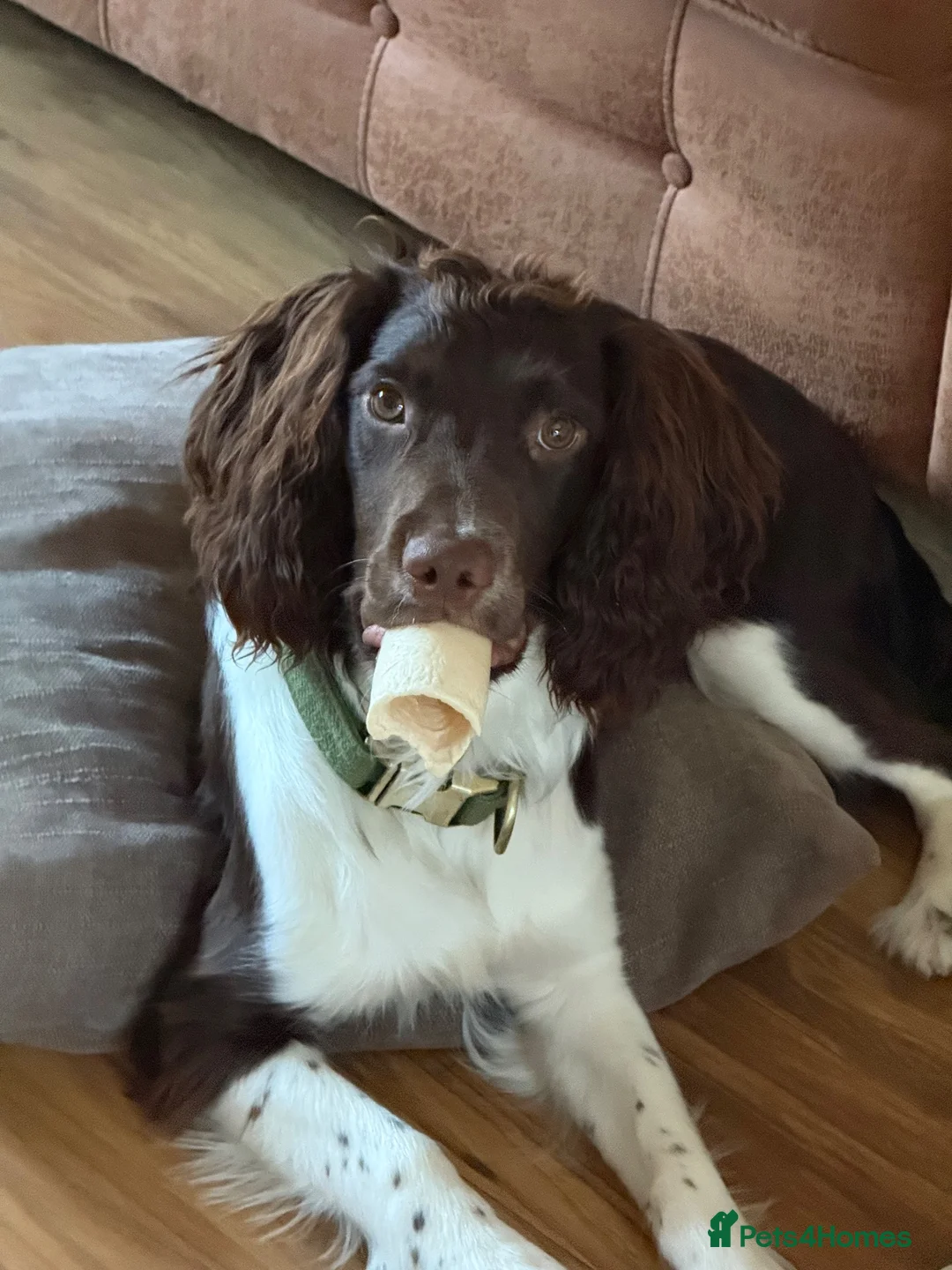 Sprocker dogs for sale: Please re home buddy in Wednesbury - Advert 2