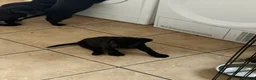 Labrador Retriever dogs for sale: 8 Black Labrador Pups - Advert 10
