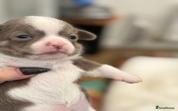 Chihuahua dogs for sale: Beautiful chihuahua pups! Long and short haired!! - Image 17