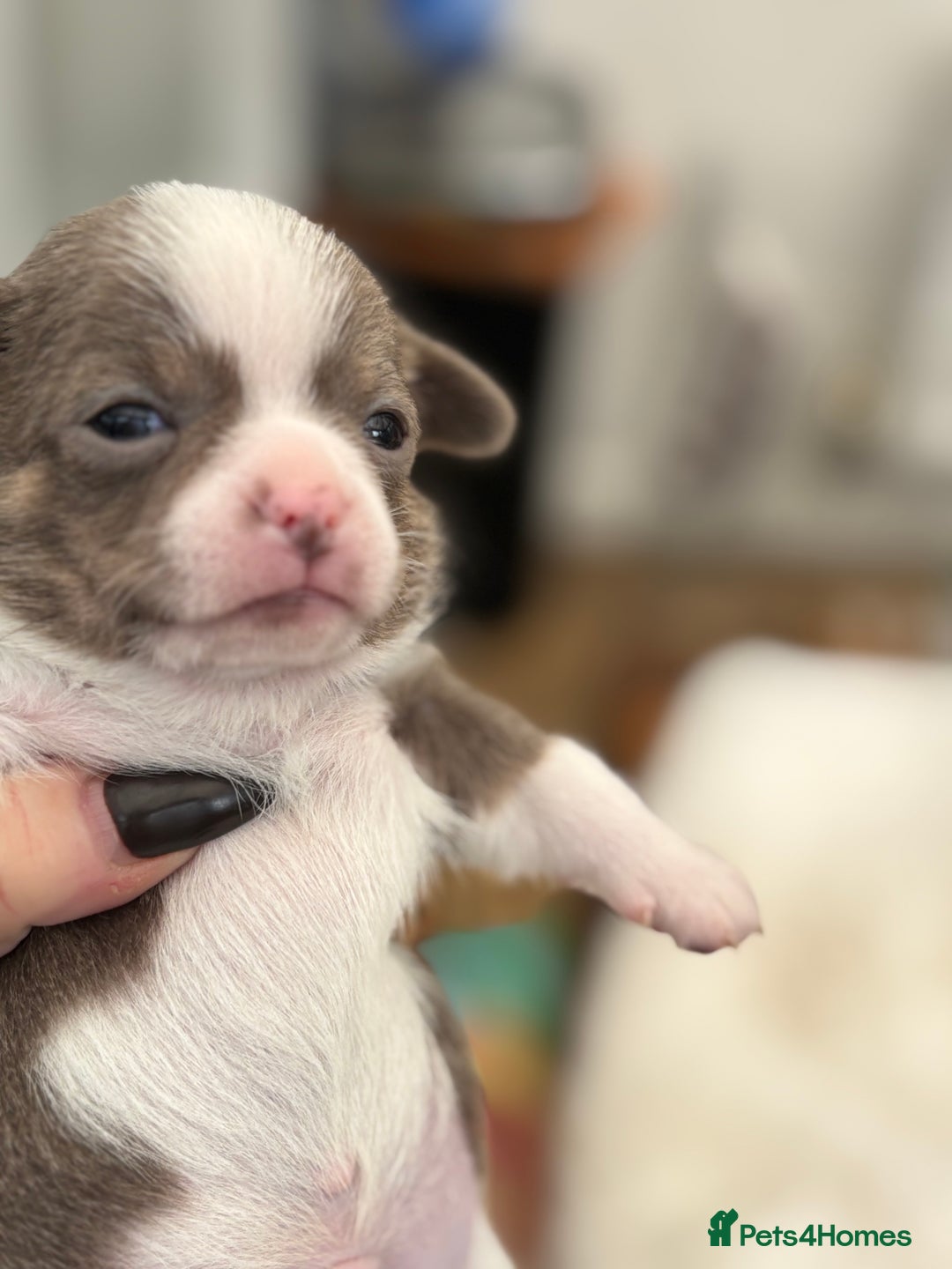 Chihuahua dogs for sale: Beautiful chihuahua pups! Long and short haired!! - Image 17