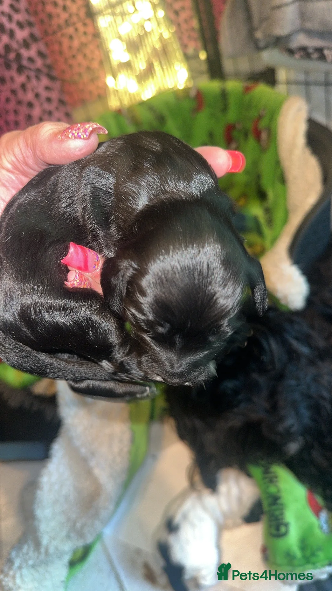 Cockapoo dogs for sale: 2 weeks old  - Advert 2