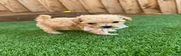 Cockapoo dogs for sale: Beautiful Cockapoo Puppies in Birmingham - Advert 9