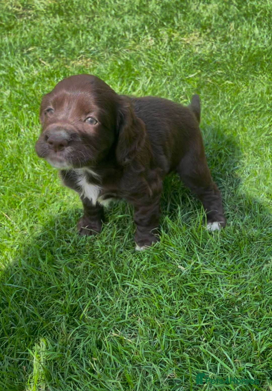 Cocker Spaniel dogs for sale: Working Cocker Spaniel Puppies - Image 10