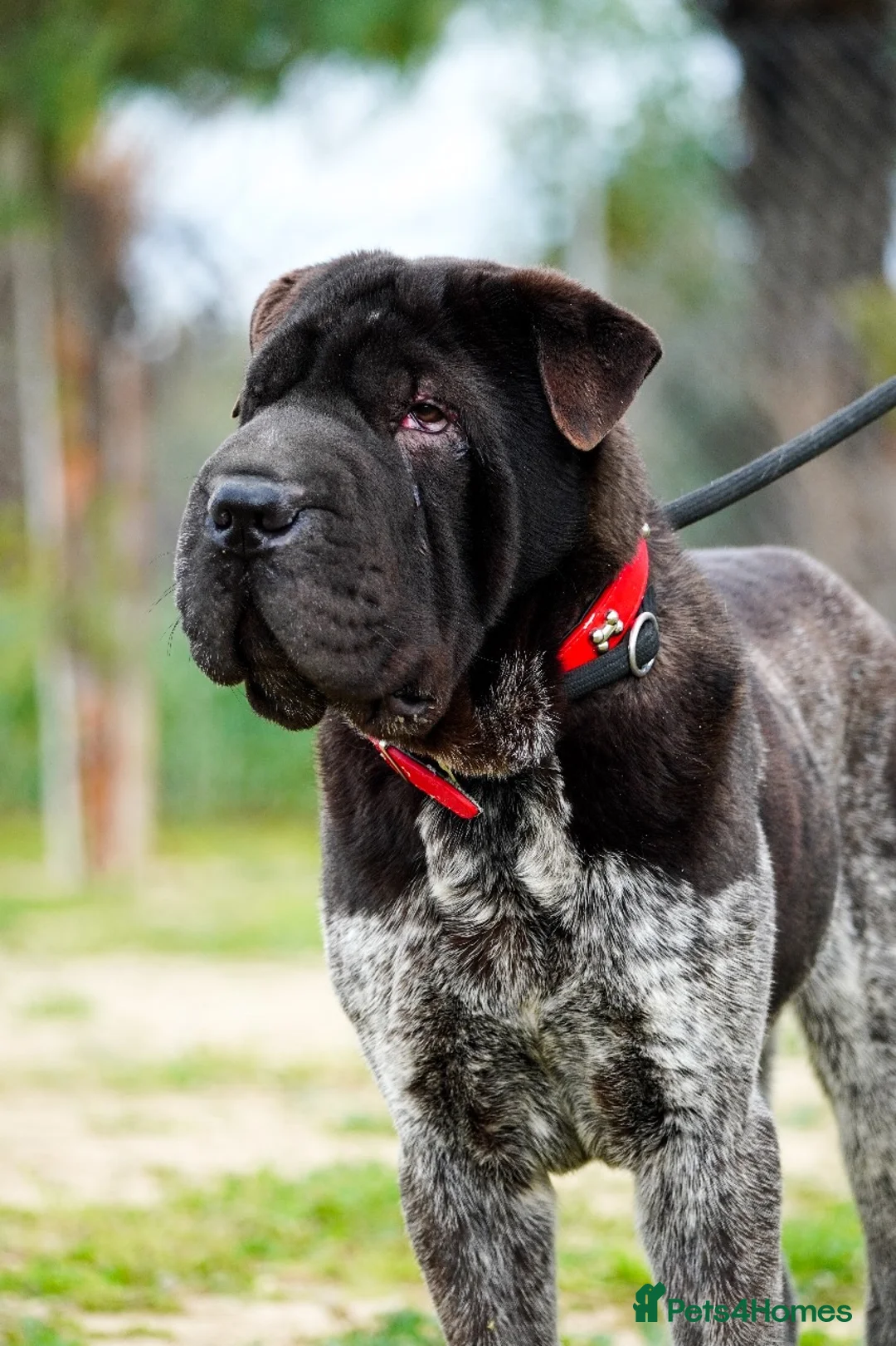 Shar Pei dogs for adoption: Teddy, sharpei cross, is searching for his family  in Spilsby - Advert 2