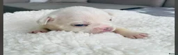 French Bulldog dogs for sale: Beautiful Pedigree French Bulldog girls🥰 - Advert 3