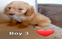 Cockapoo dogs for sale: Beautiful Green eyed, f1 cockerpoos - Image 4