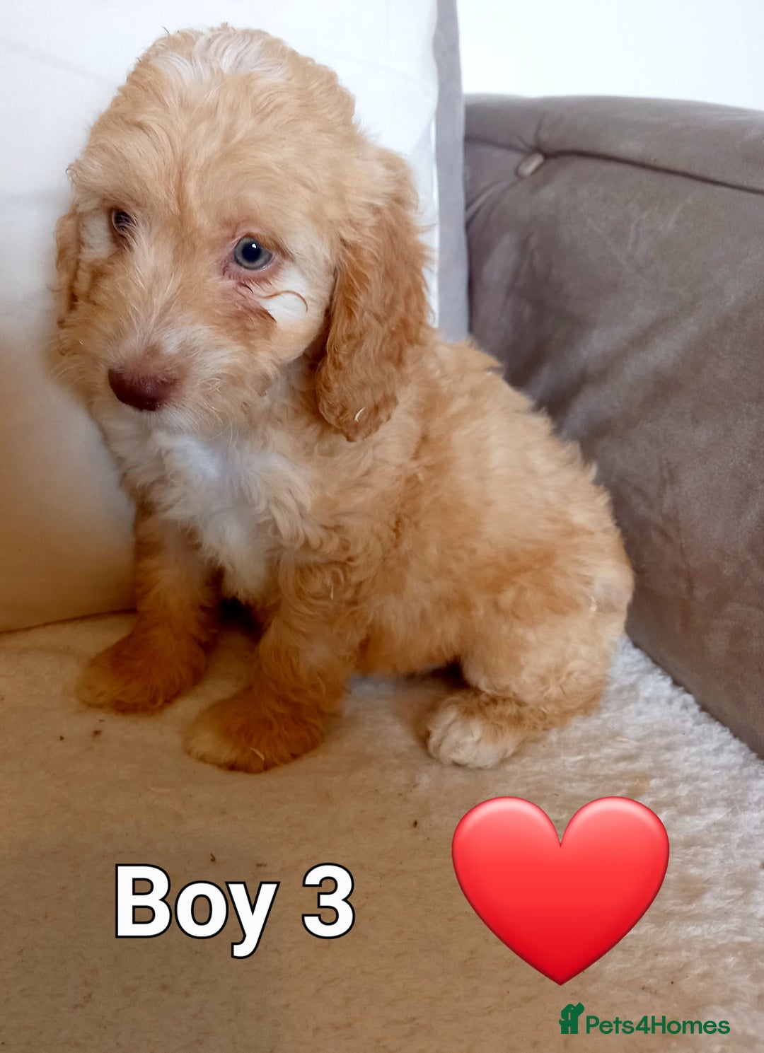 Cockapoo dogs for sale: Beautiful Green eyed, f1 cockerpoos - Image 4