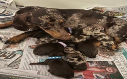 Dachshund dogs for sale: Miniature Dashunds  - Image 7