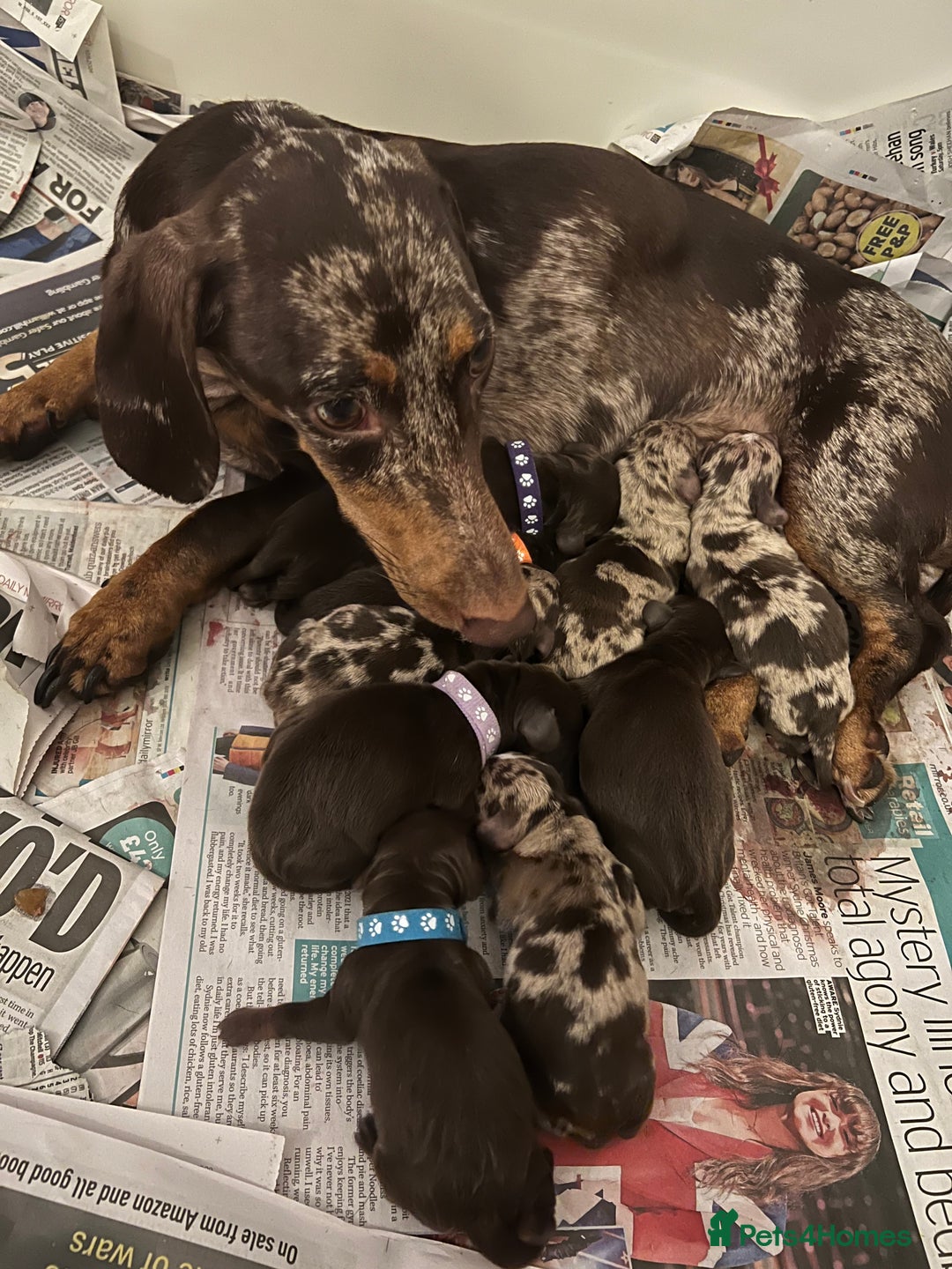 Dachshund dogs for sale: Miniature Dashunds  - Image 7