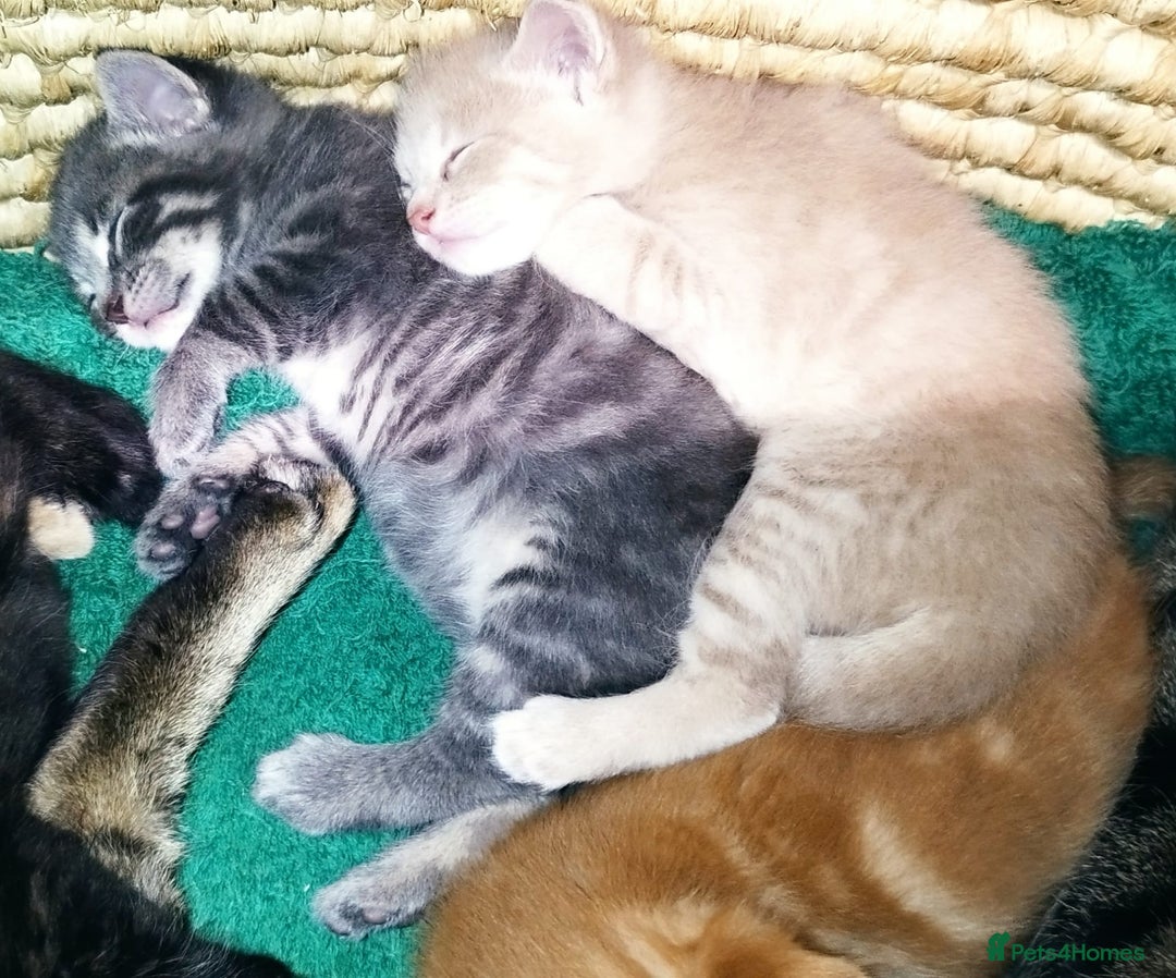 Mixed Breed cats for sale: Amazing, very beautiful kittens 3 boys, 1 girl - Advert 9
