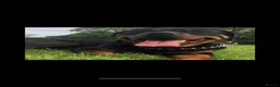 Rottweiler dogs for sale: Beautiful Rottwiler to be rehomed!  - Advert 3