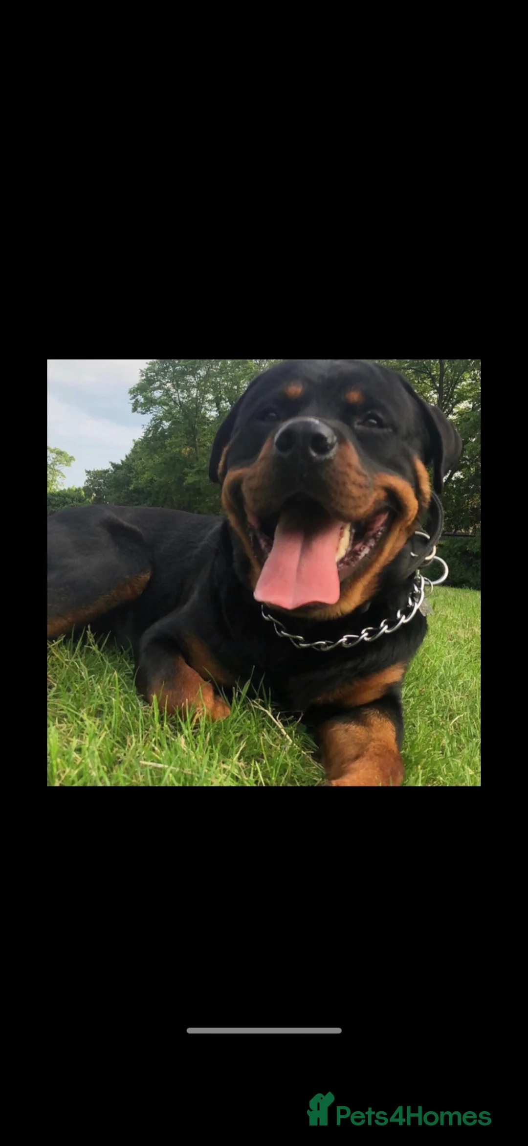 Rottweiler dogs for sale: Beautiful Rottwiler to be rehomed!  - Advert 3