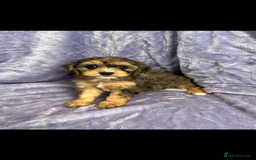 Cavapoo dogs for sale: Stunning rare colour F1 Cavapoo’s  - Image 2