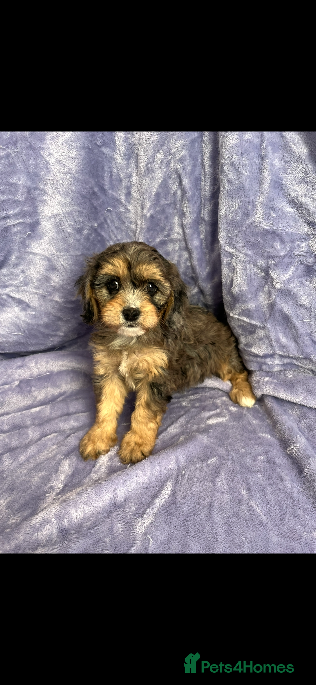 Cavapoo dogs for sale: Stunning rare colour F1 Cavapoo’s  - Image 2