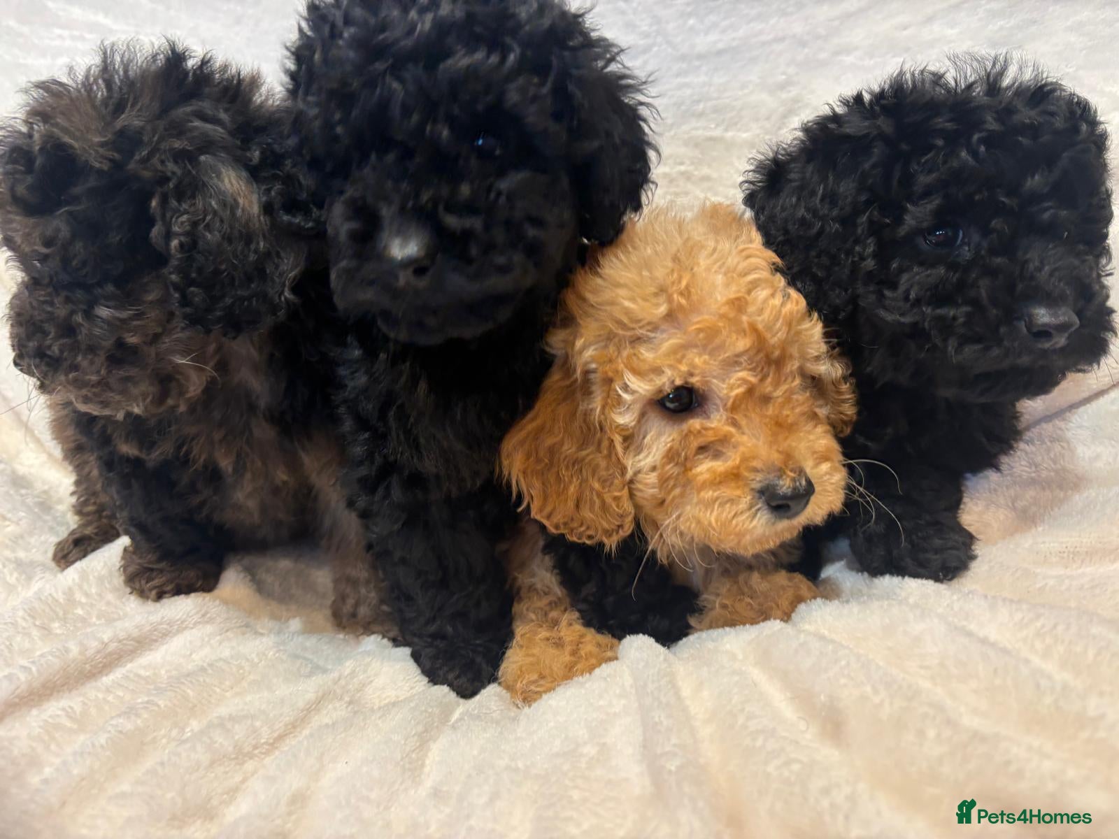 Miniature Poodle dogs Miniature poodles - Advert 2