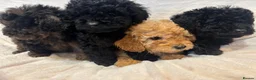 Miniature Poodle dogs for sale: Miniature poodles - Advert 4