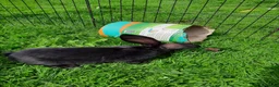 Continental Giant rabbits for sale: Beautiful Pure Giant Continentals Babies - Advert 5