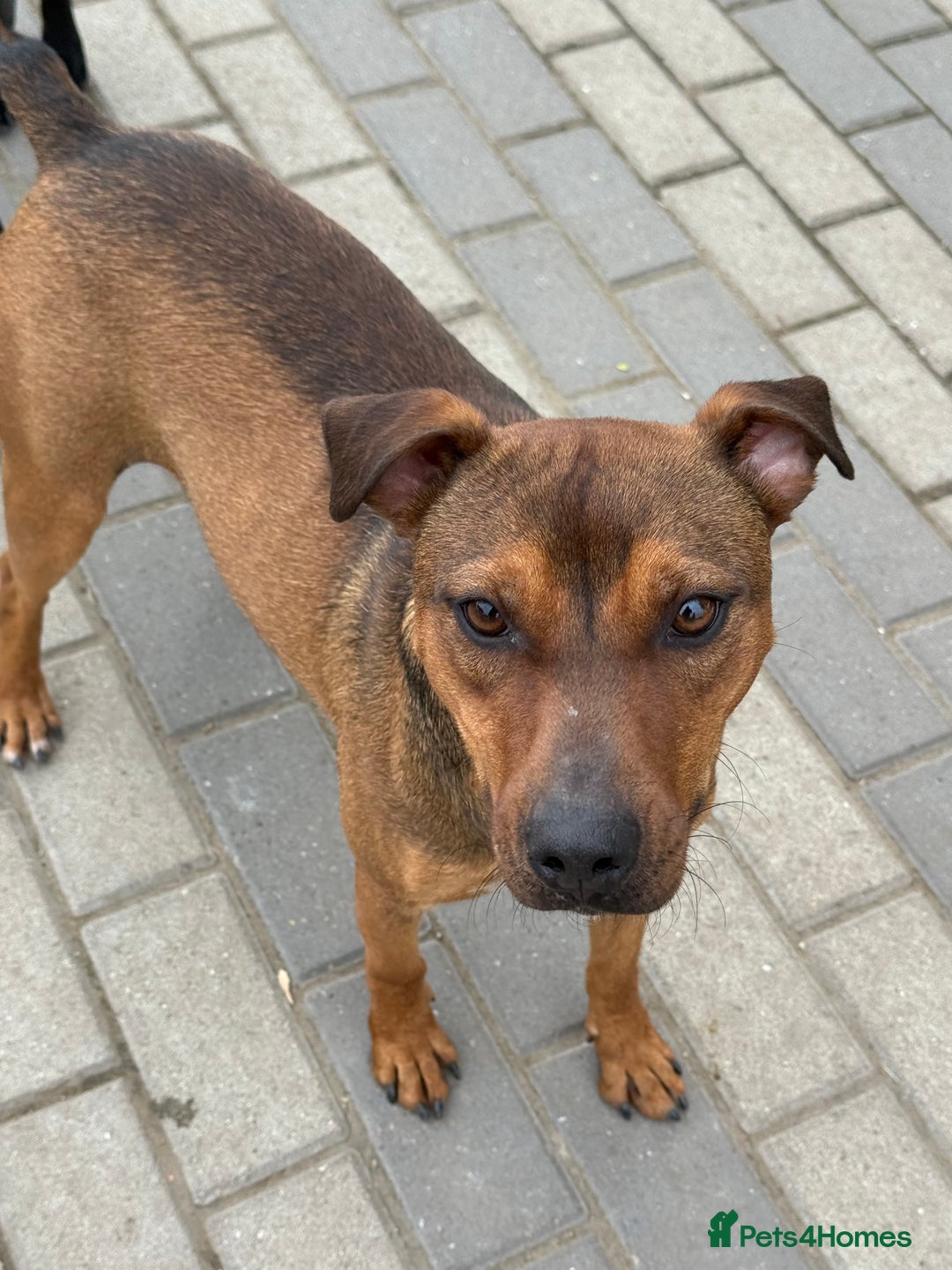 Mixed Breed dogs for adoption: Sweet Gomez looking for Love  - Image 10