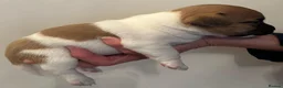 Jack Russell dogs for sale: Jack Russell Puppies - Advert 16