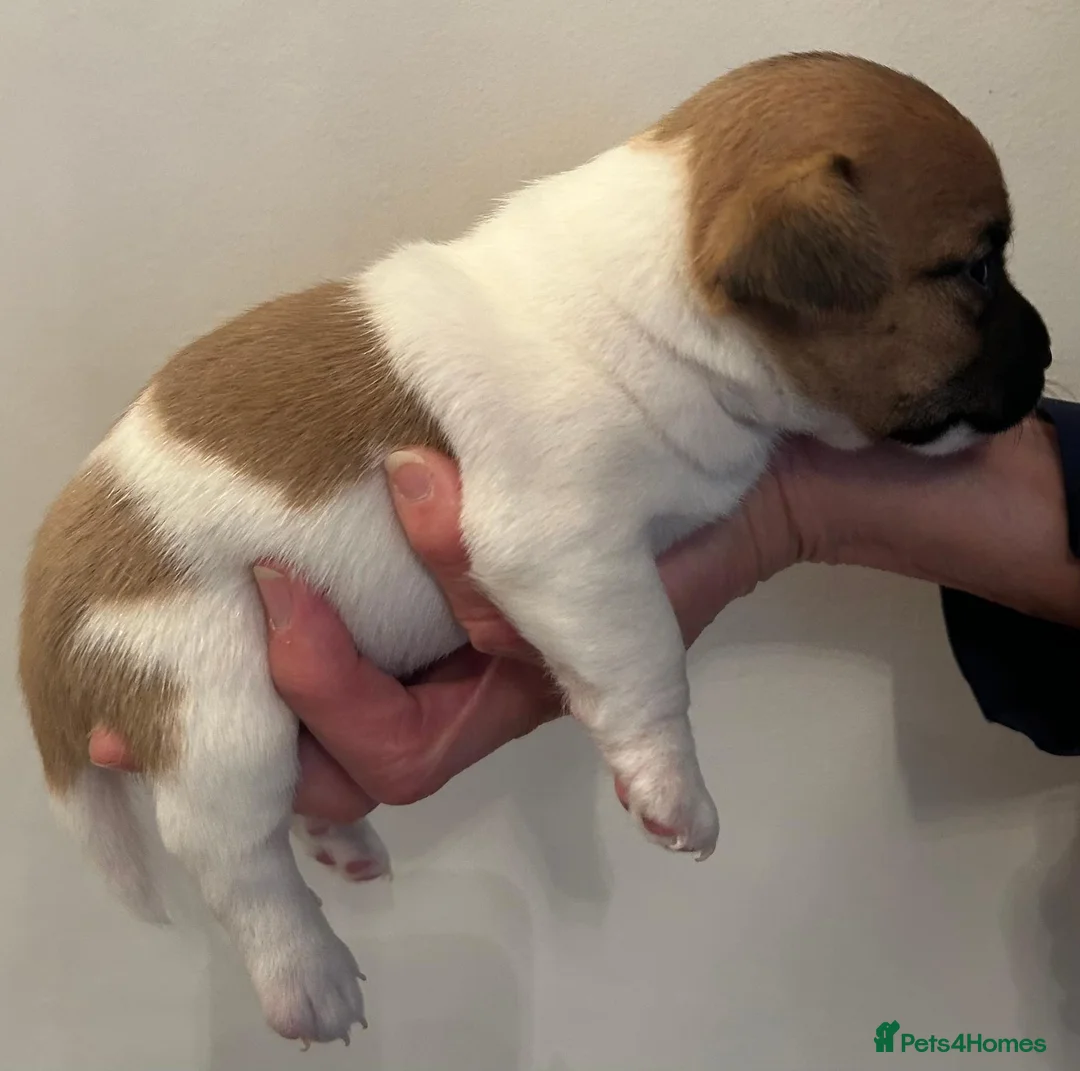 Jack Russell dogs for sale: Jack Russell Puppies - Advert 16