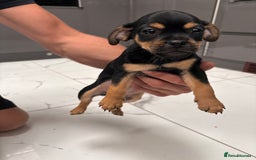 Jug dogs for sale: Beautiful jug puppies for sale  - Image 6