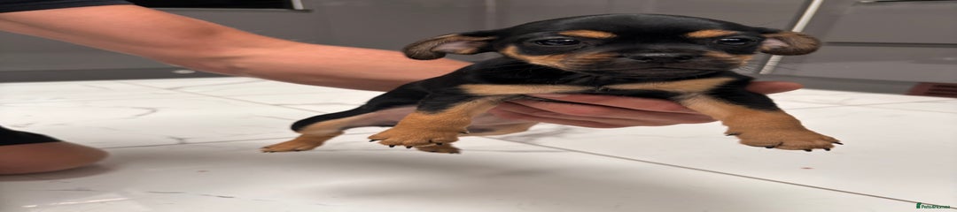 Jug Puppy 1