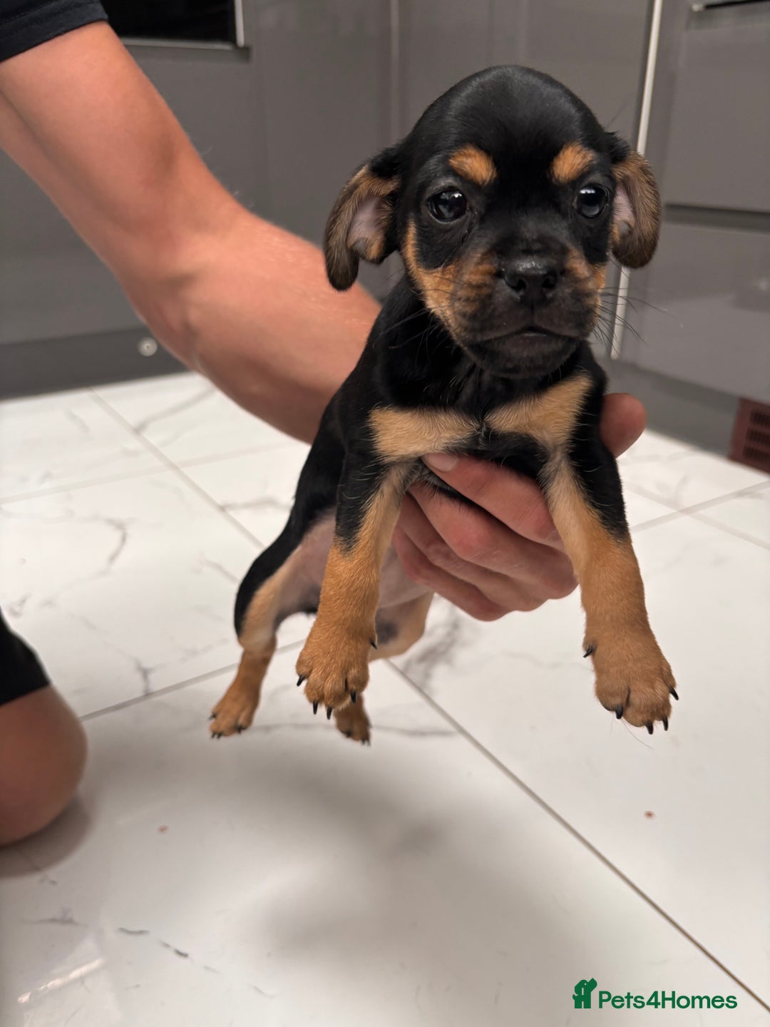 Jug dogs for sale: Beautiful jug puppies for sale  - Image 6